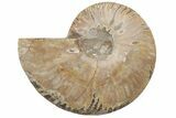 Cut & Polished Ammonite Fossil (Half) - Madagascar #208670-1